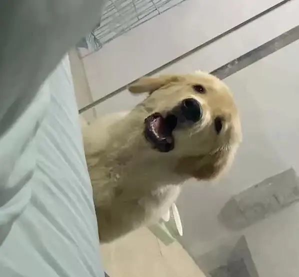 内容图片