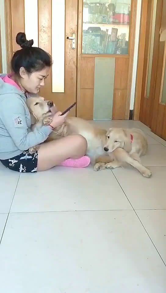 哈哈哈宠物之间也会争宠，太可爱了