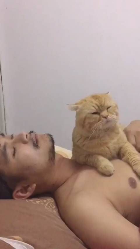 猫咪也会争宠的