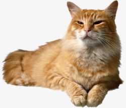 猫宇飞视觉系列动物宠物系列动物宠物百位电商大神设计素材