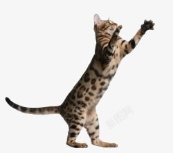 猫宇飞视觉系列动物宠物系列动物宠物百位电商大神设计素材