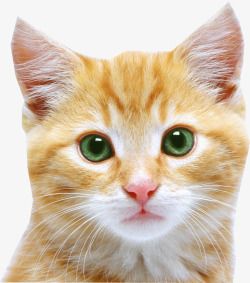 猫宇飞视觉系列动物宠物系列动物宠物百位电商大神设计素材