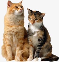 猫宇飞视觉系列动物宠物系列动物宠物百位电商大神设计素材