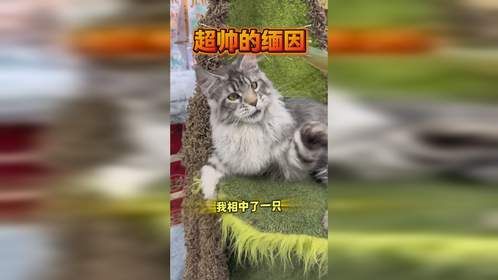 我也有缅因啦！而且还有蛋！！！麻烦大家帮我想个帅气的名字！