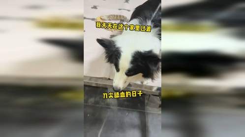 边牧妹妹啊，咱俩这关系多少有点说不清楚了吧……