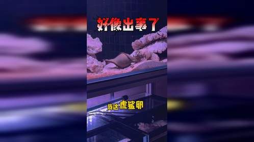 这虎鲨卵如果孵化失败……你们能骂我不？