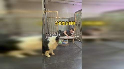 新鱼到家惨遭毒手，主人极限破案最后竟成狗？