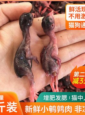 现杀鹌鹑肉新鲜生骨肉
