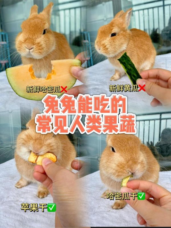 宠物兔可以吃什么蔬菜水果-宠物兔可以吃什么蔬菜水果呢