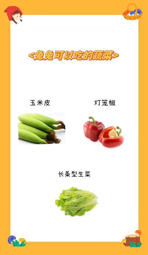 宠物兔可以吃什么蔬菜水果-宠物兔可以吃什么蔬菜水果呢