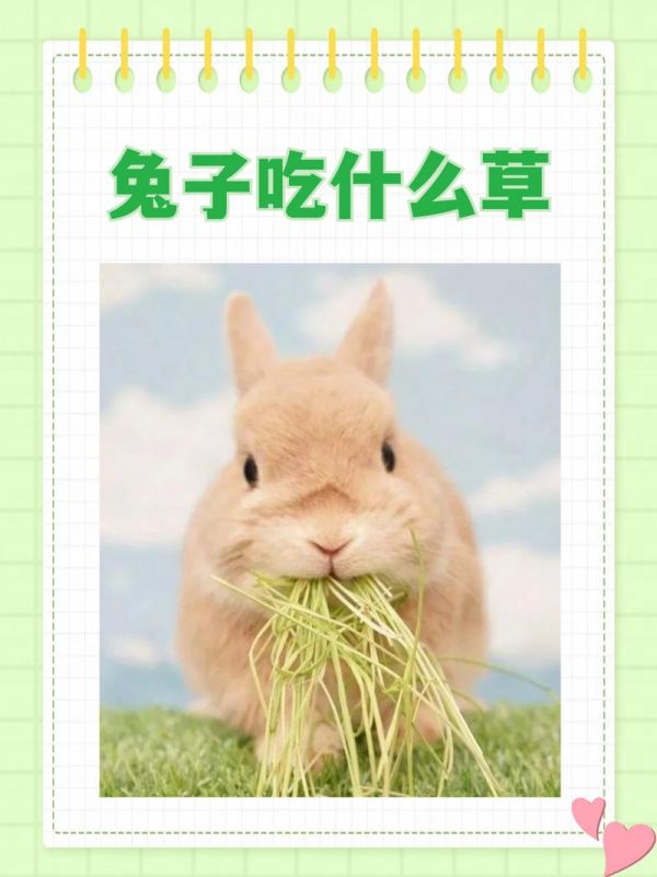 宠物兔子可以吃什么蔬菜水果,宠物兔子能吃什么蔬菜