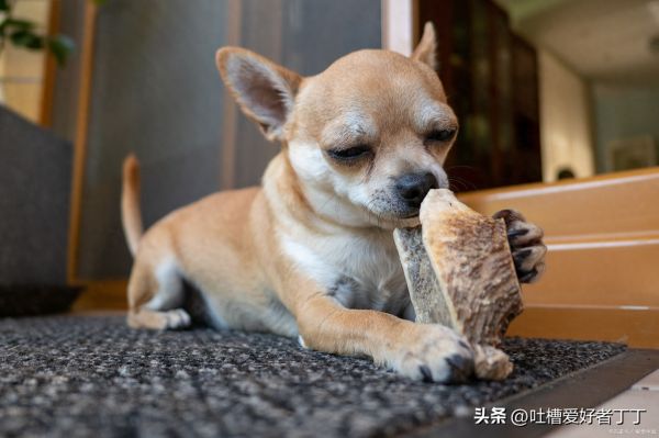 幼犬可以吃什么水果蔬菜,对狗狗有益的蔬菜水果