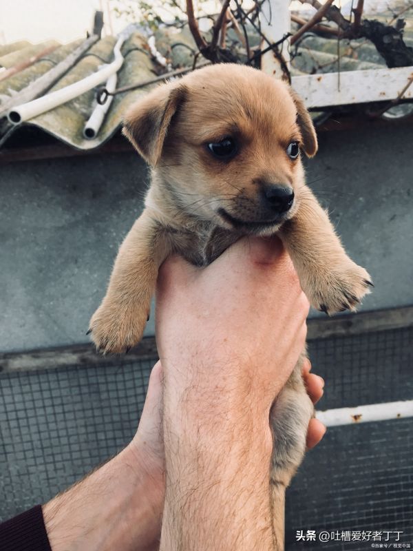幼犬可以吃什么水果蔬菜,对狗狗有益的蔬菜水果