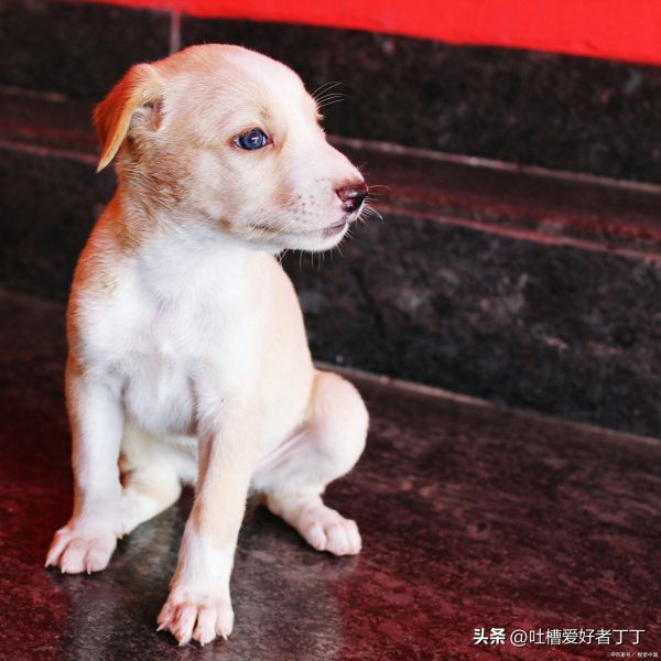 幼犬可以吃什么水果蔬菜,对狗狗有益的蔬菜水果