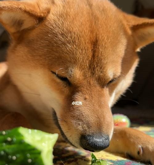 如何让狗狗吃蔬菜水果（以宠物为主的健康饮食指南）