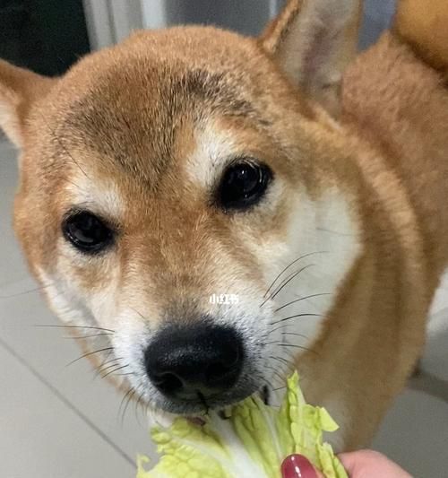 如何让狗狗吃蔬菜水果（以宠物为主的健康饮食指南）