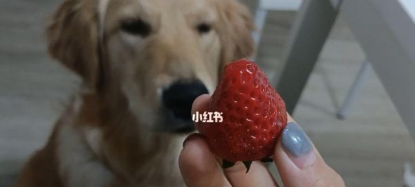 如何让狗狗吃蔬菜水果（以宠物为主的健康饮食指南）
