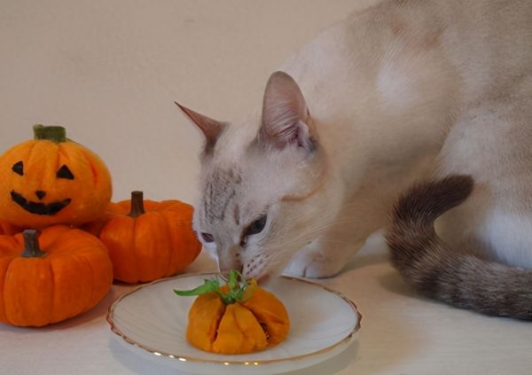 猫能吃什么水果和蔬菜，猫除了猫粮还可以吃的10种蔬果