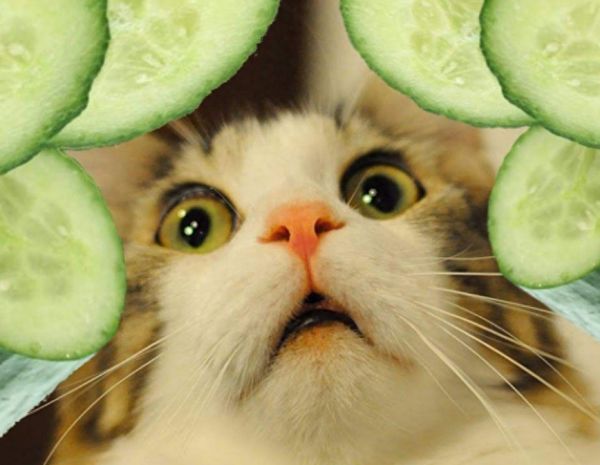 猫能吃什么水果和蔬菜，猫除了猫粮还可以吃的10种蔬果