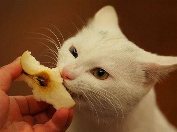 猫能吃什么水果和蔬菜，猫除了猫粮还可以吃的10种蔬果