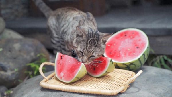 猫能吃什么水果和蔬菜，猫除了猫粮还可以吃的10种蔬果