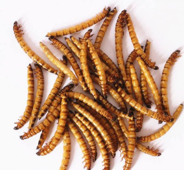 Wholesale Hot Sell High Protein Nourishing Dried Superworms for Animal Food Feed Pet Food