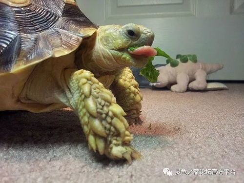 钟纹折背陆龟饲养关键：如何打造健康活泼的宠物生活？