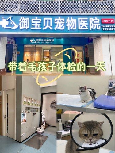 带着毛孩子体检的一天