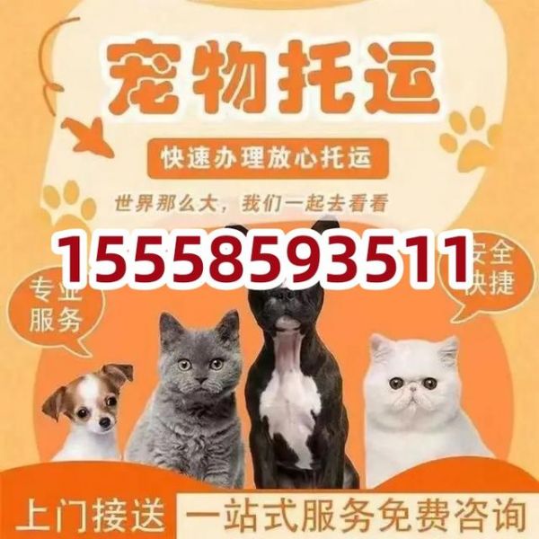 杭州到商丘宠物托运：全程高速-有驾