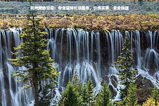杭州宠物空运：专业猫咪托运服务，价格实惠，安全快捷