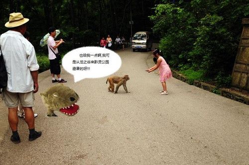 今夏最潮宠物《龙之谷》猎犬带你游中国 