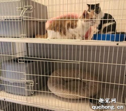 猫咪怎么寄卖