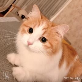 橘猫