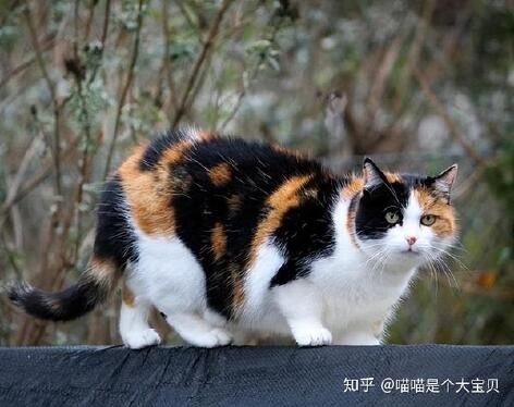 三花猫