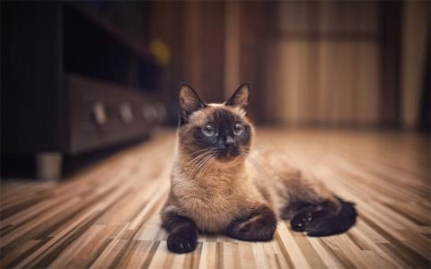 逗比猫图片手机桌面壁纸动物壁纸,逗比猫图片手机桌面壁纸图片,逗比猫图片手机桌面壁纸剧照