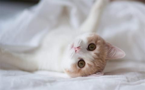 逗比猫图片手机桌面壁纸动物壁纸,逗比猫图片手机桌面壁纸图片,逗比猫图片手机桌面壁纸剧照
