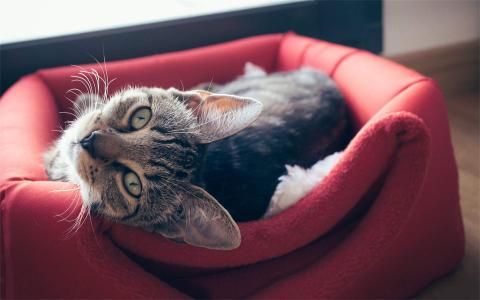 逗比猫图片手机桌面壁纸动物壁纸,逗比猫图片手机桌面壁纸图片,逗比猫图片手机桌面壁纸剧照