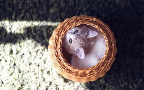 逗比猫图片手机桌面壁纸动物壁纸,逗比猫图片手机桌面壁纸图片,逗比猫图片手机桌面壁纸剧照