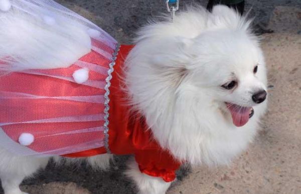 博美犬怎么养最好？博美犬饲养注意事项有哪些？