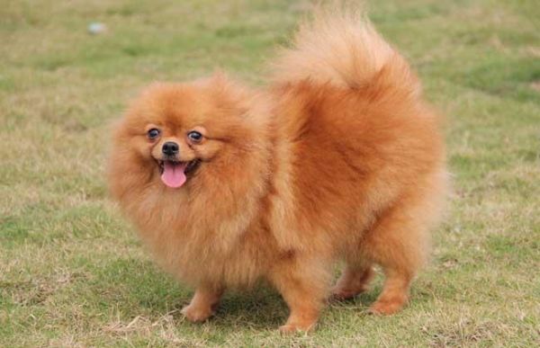 博美犬怎么养最好？博美犬饲养注意事项有哪些？