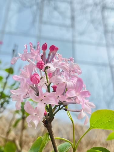 北京春日遛狗赏花指南