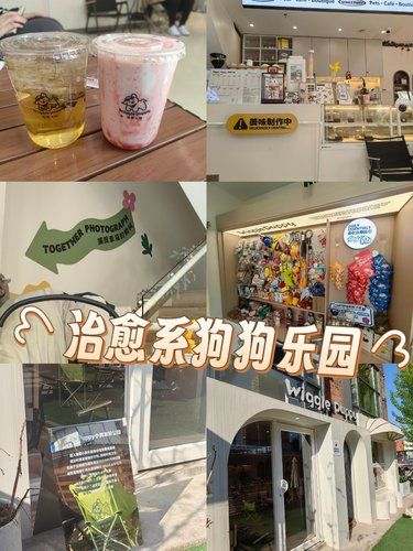 城市中心的治愈系狗狗乐园