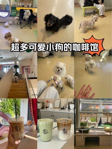 这家超级好喝的咖啡馆里有超多可爱狗狗