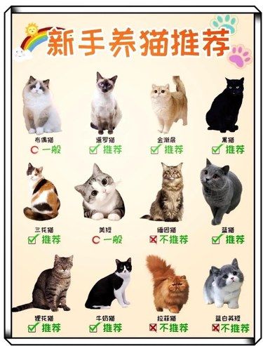 新手必看！十大宝藏猫咪等你来挑