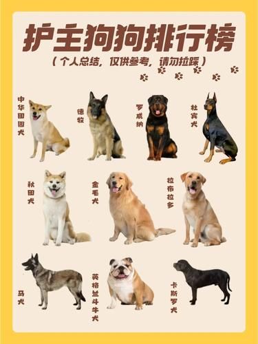 护主狗狗排行榜来啦❗❗