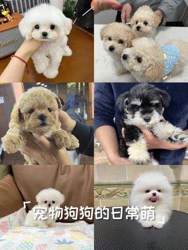 宠物店新成员，超可爱哦！