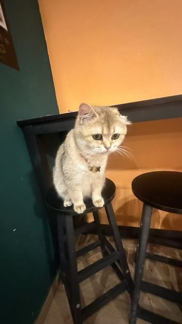 猫生活，慵懒得刚刚好