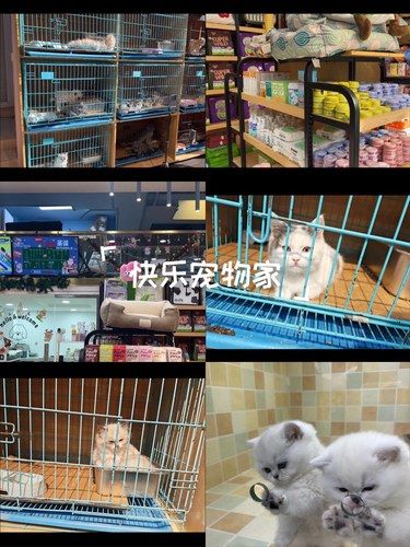 宠物店欢乐多