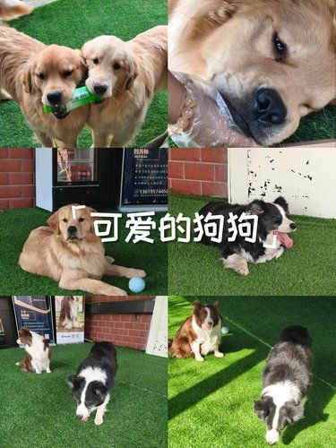 狗狗的快乐，我的快乐