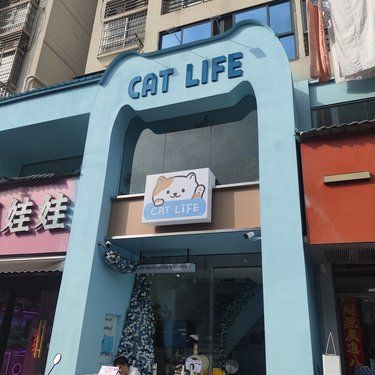 爱猫人士天堂